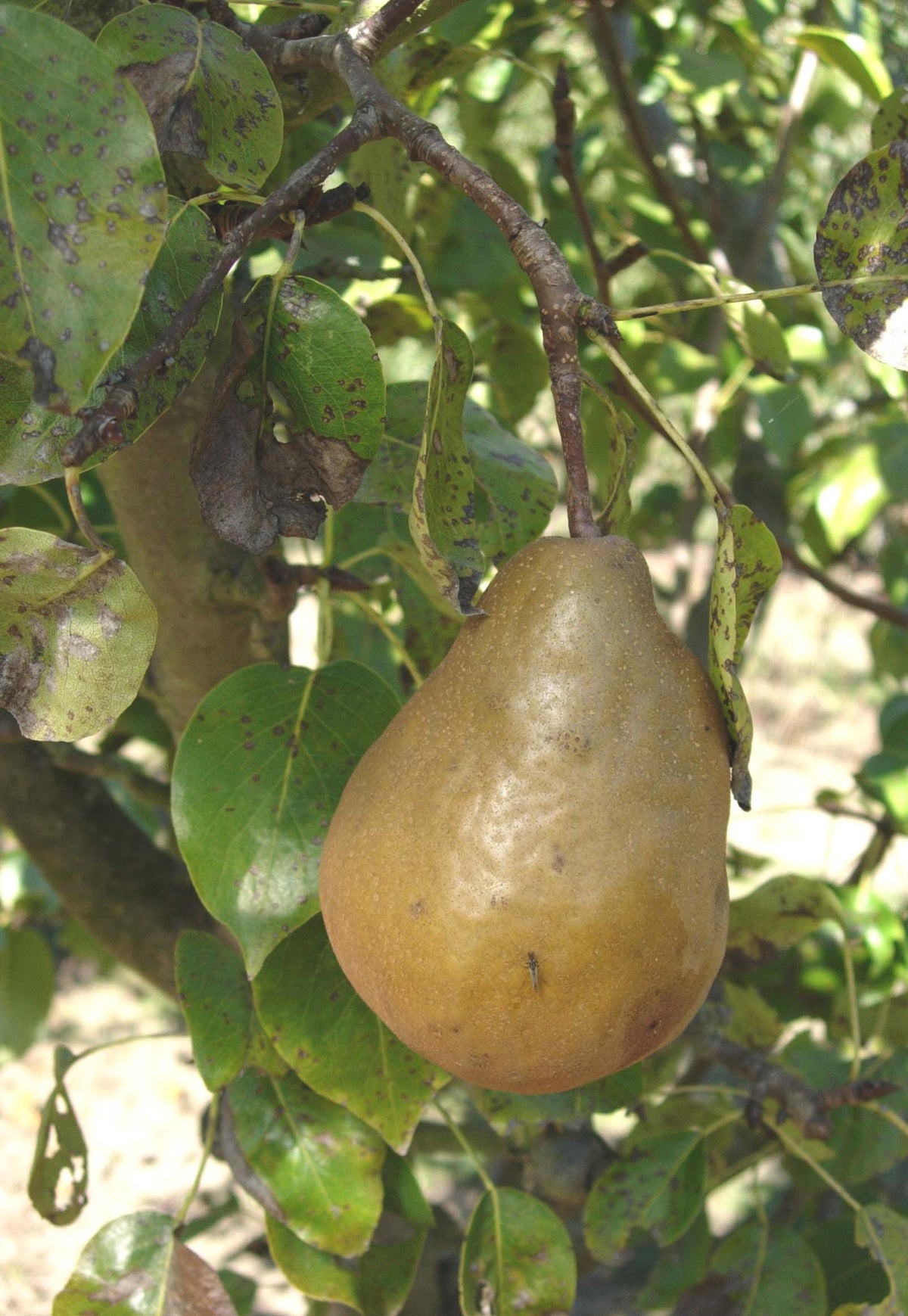 A russeted Golden Russet Bosc pear hanging on the tree