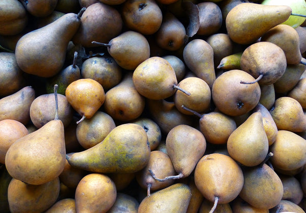 Honeysweet Pear (Spring 2027)