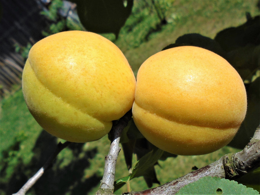 Representative photo of golden-yellow apricots on the branch, not Debbie's Gold itself