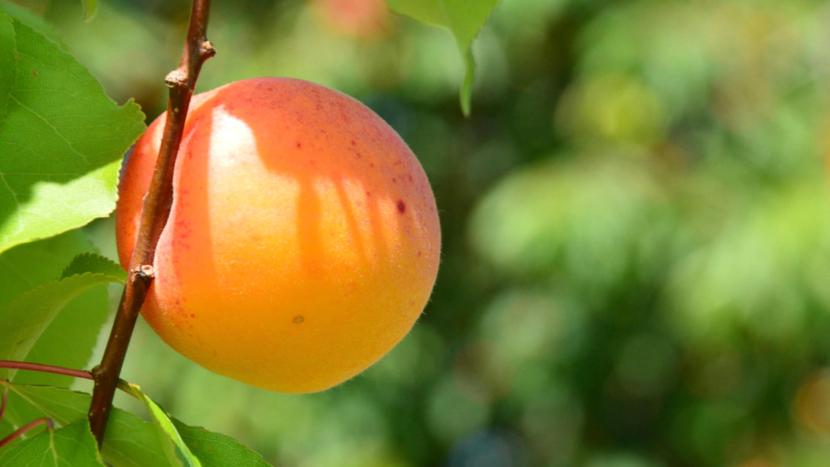 A Goldrich apricot ripening on the branch