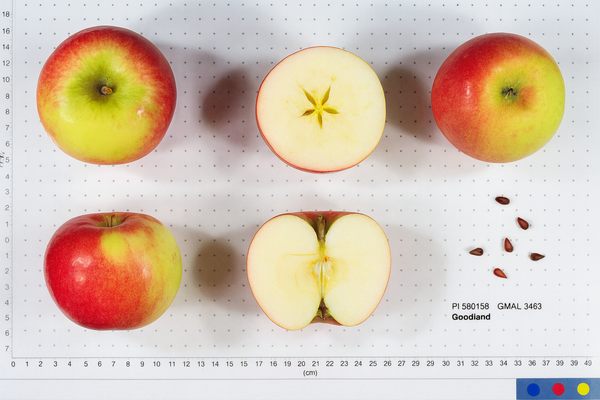 Goodland Apple