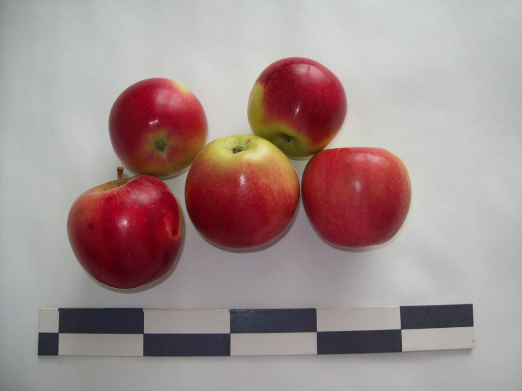 Gravenstein apples shown with a size scale
