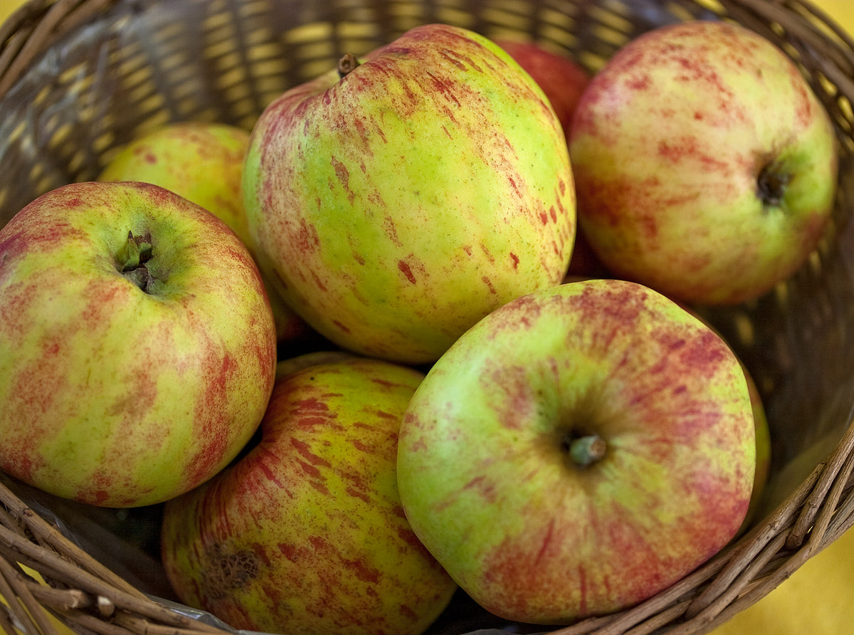 Basket of yellow and red-striped Gravenstein apples