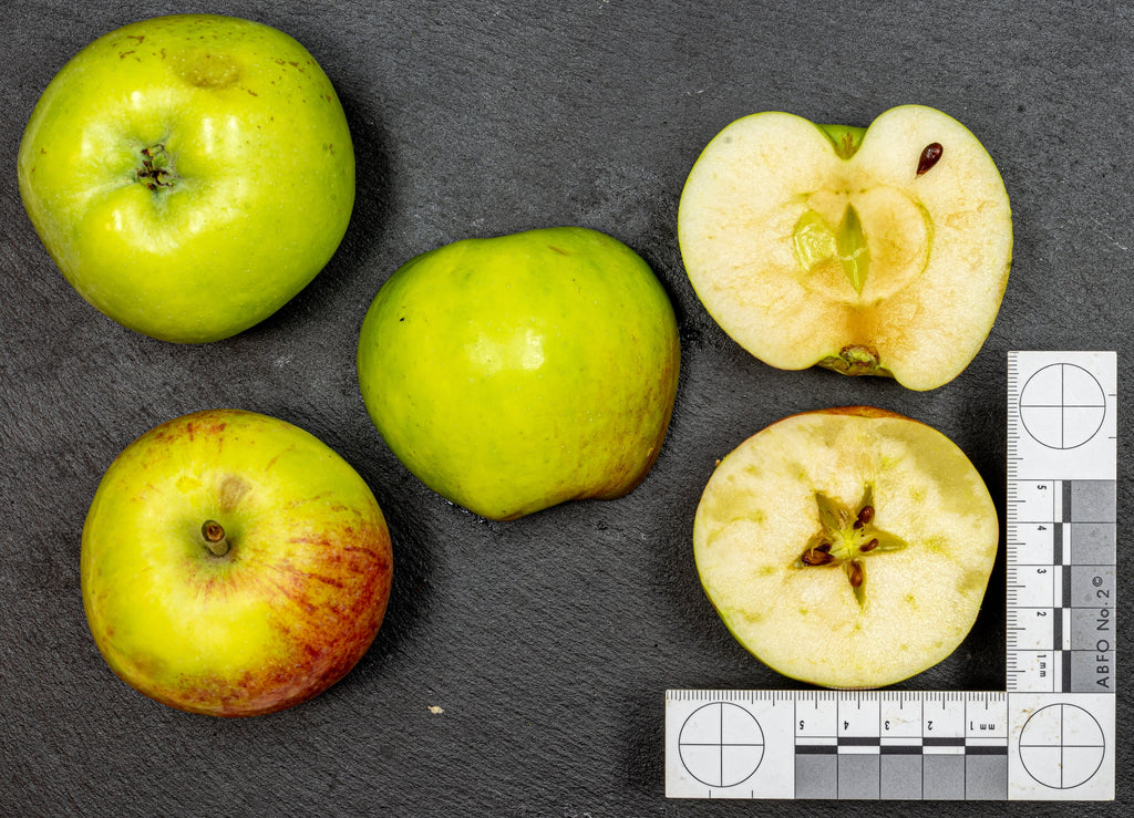 Gravenstein apples whole and cut in half