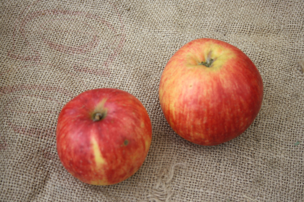 Two ripe red-striped Gravenstein apples