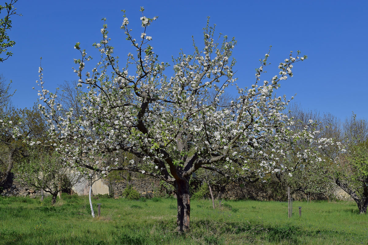 Gravenstein apple tree in full bloom