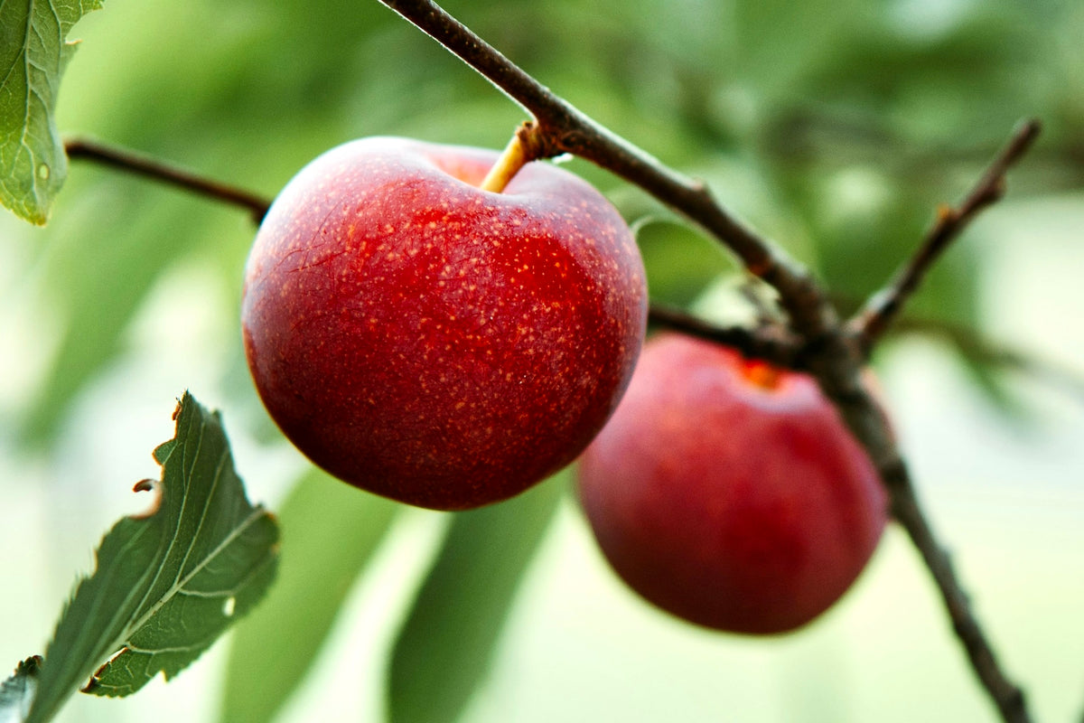 A ripe Hanska plum on the branch