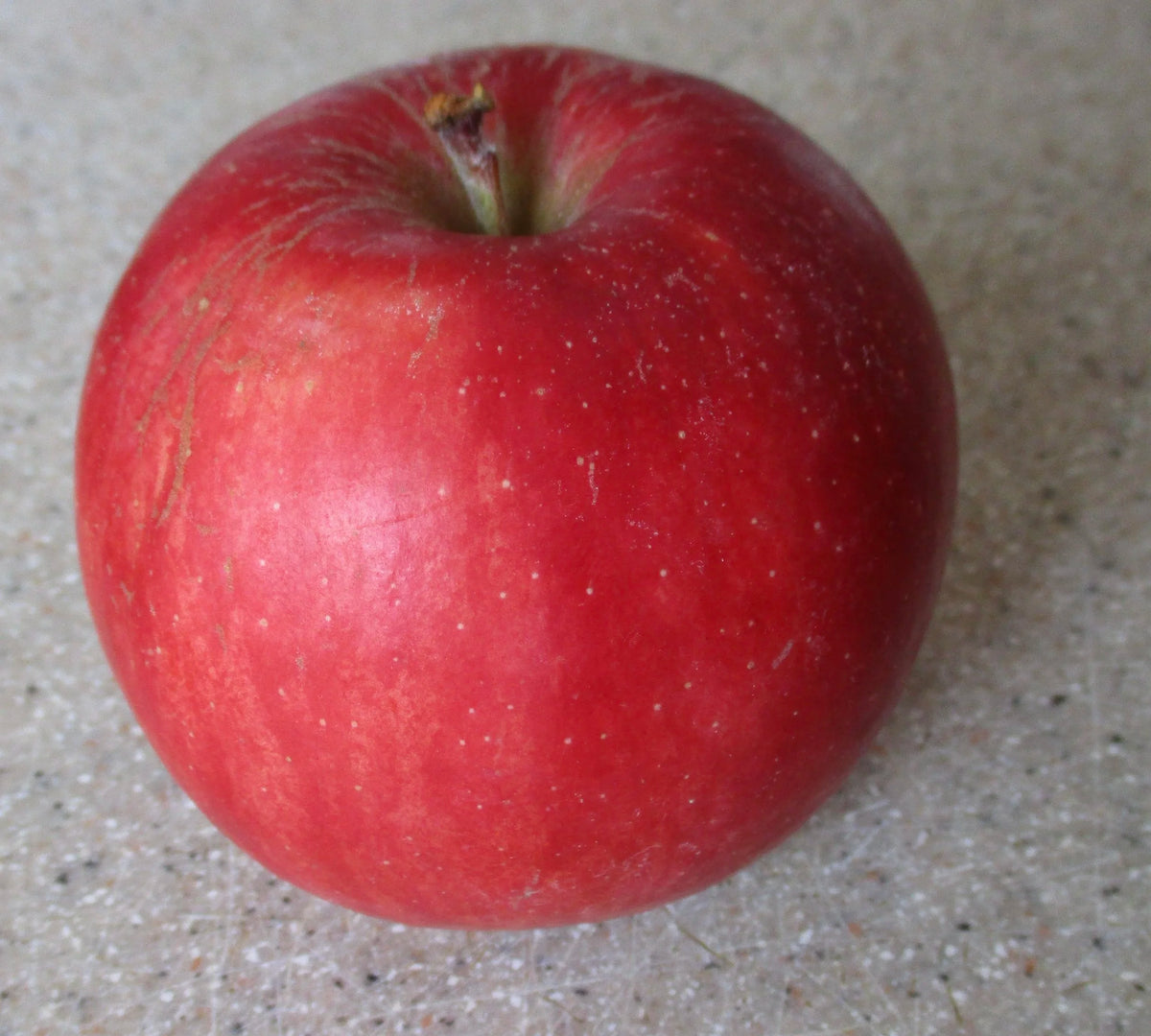 A ripe red Haralson apple