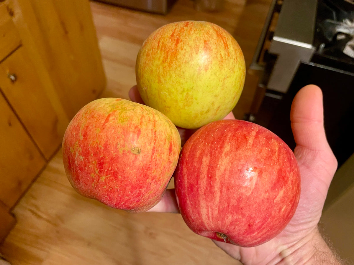 Freshly picked Haralson apples held in hand