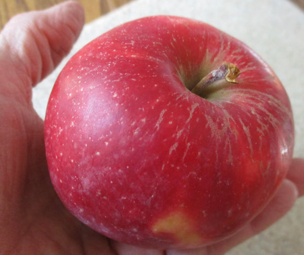 Haralson Apple