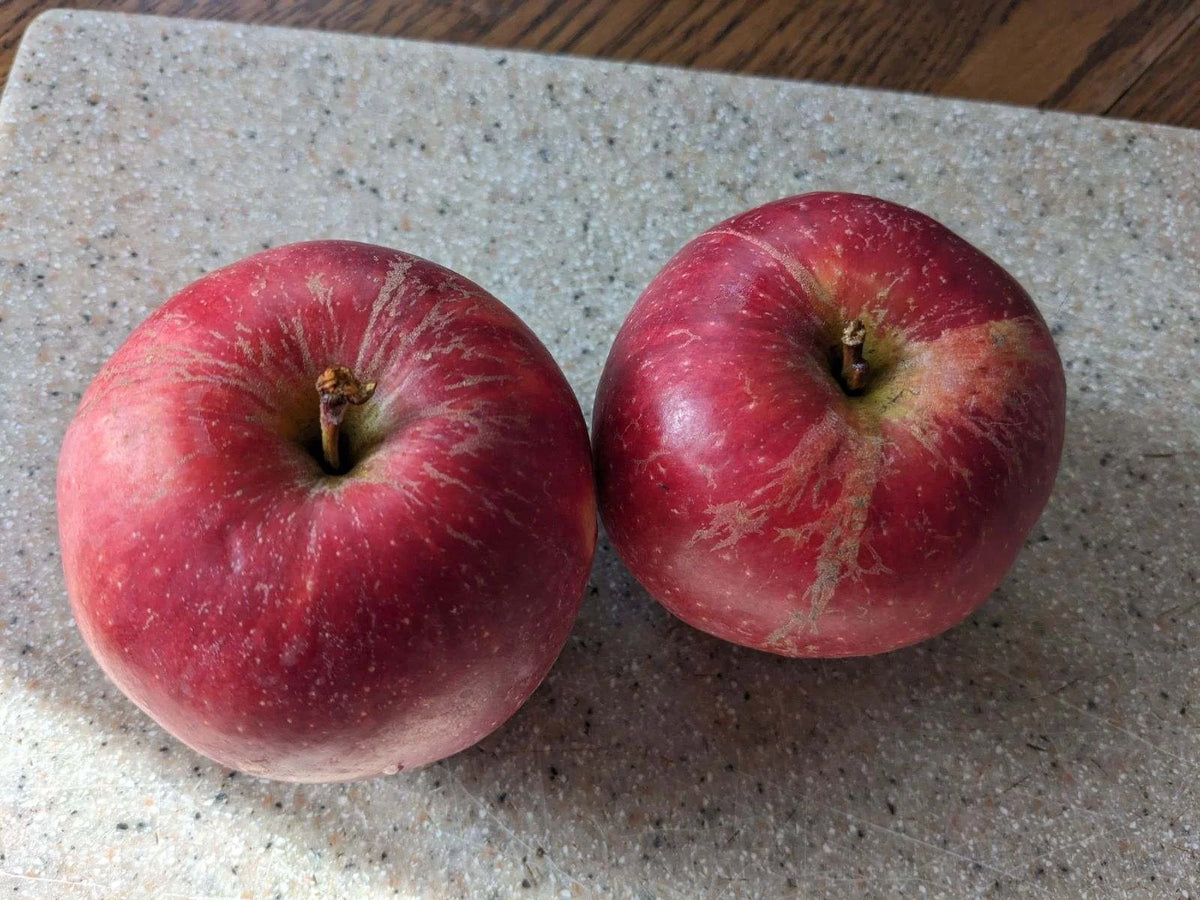 Two Haralson apples side by side