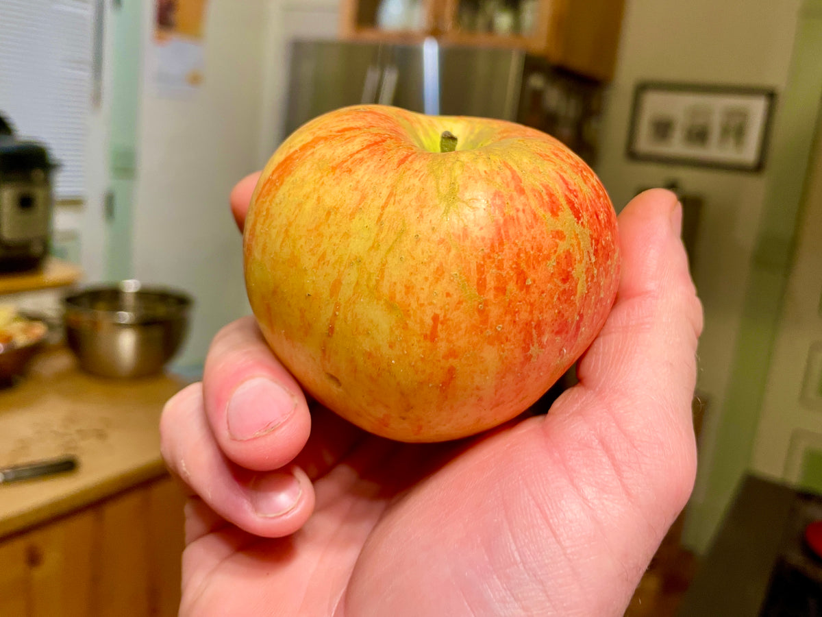 A Haralson apple seedling apple held in hand