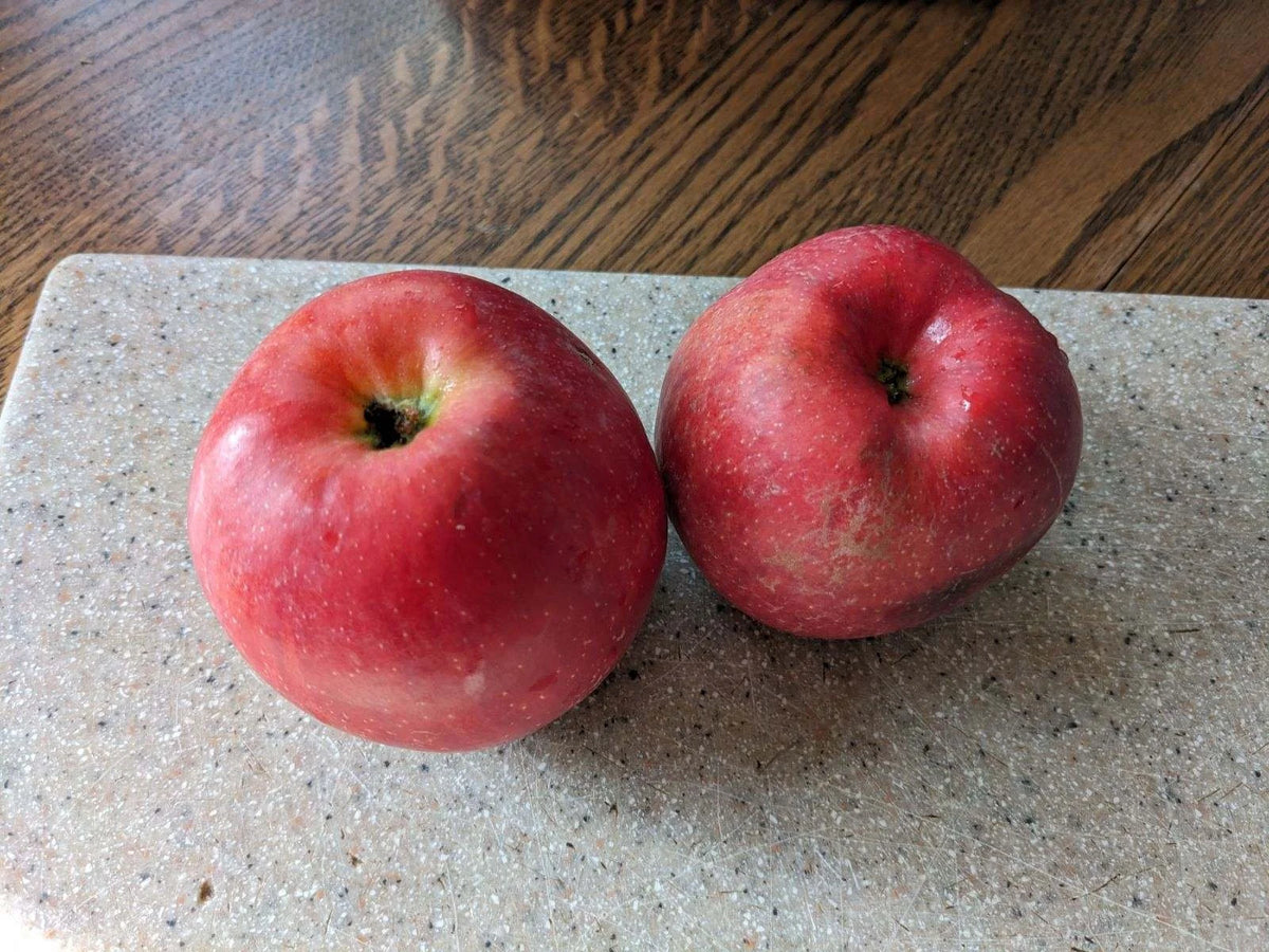 A pair of ripe Haralson apples