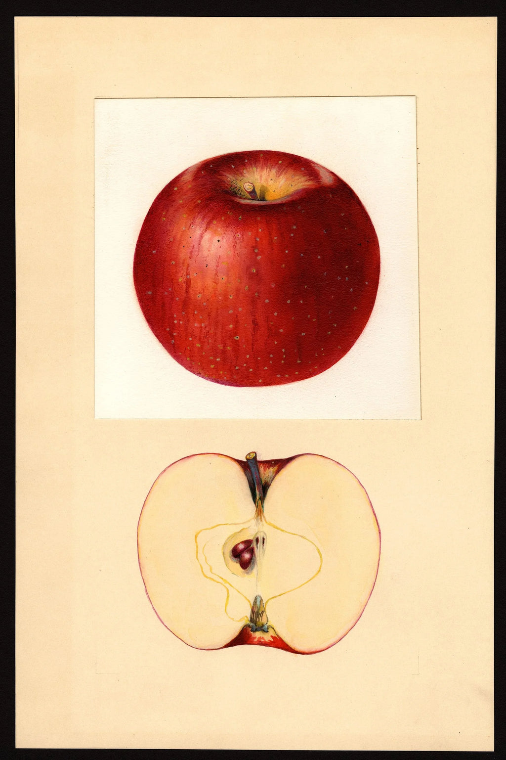 Historic USDA watercolor of the Haralson apple, whole and cut