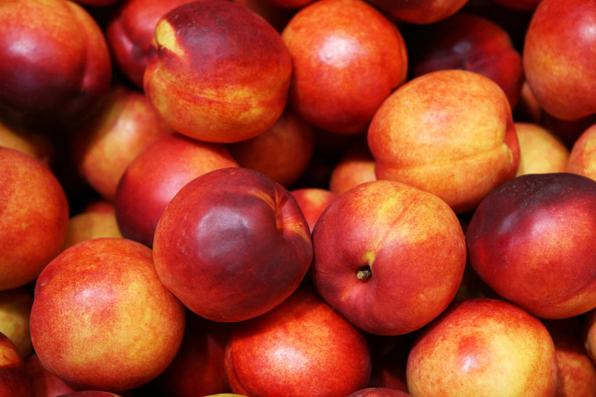 Freshly picked Hardired nectarines