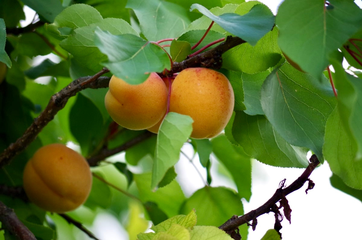 Hardy Iowa apricots ripening on the branch
