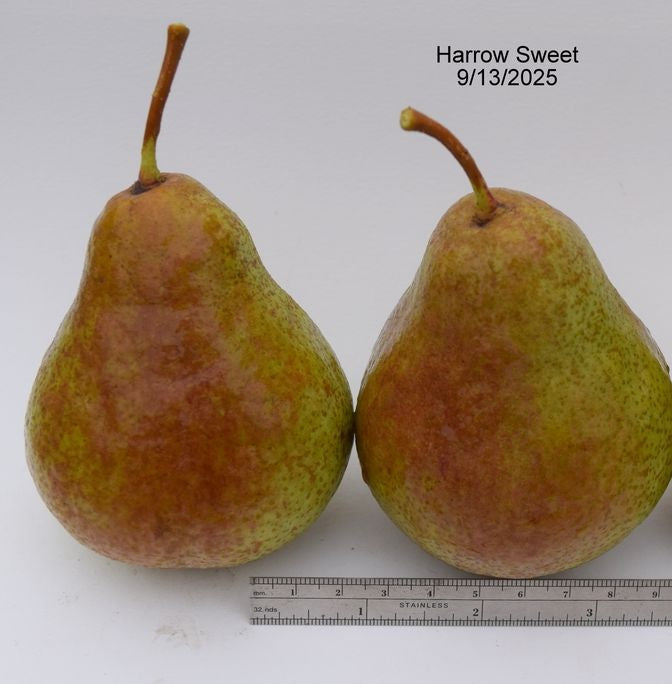 Two Harrow Sweet pears beside a ruler