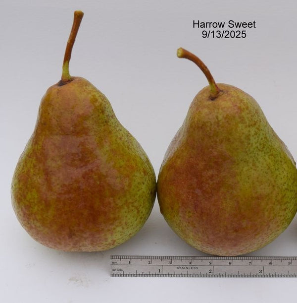 Harrow Sweet Pear