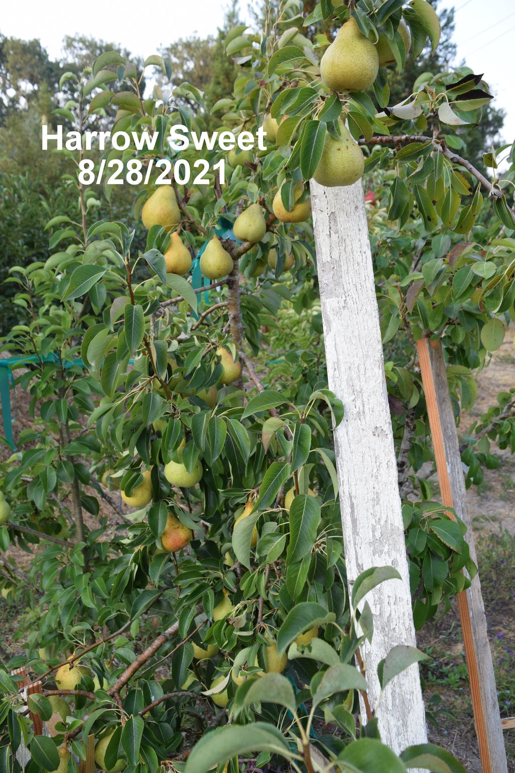 Harrow Sweet pear tree loaded with fruit