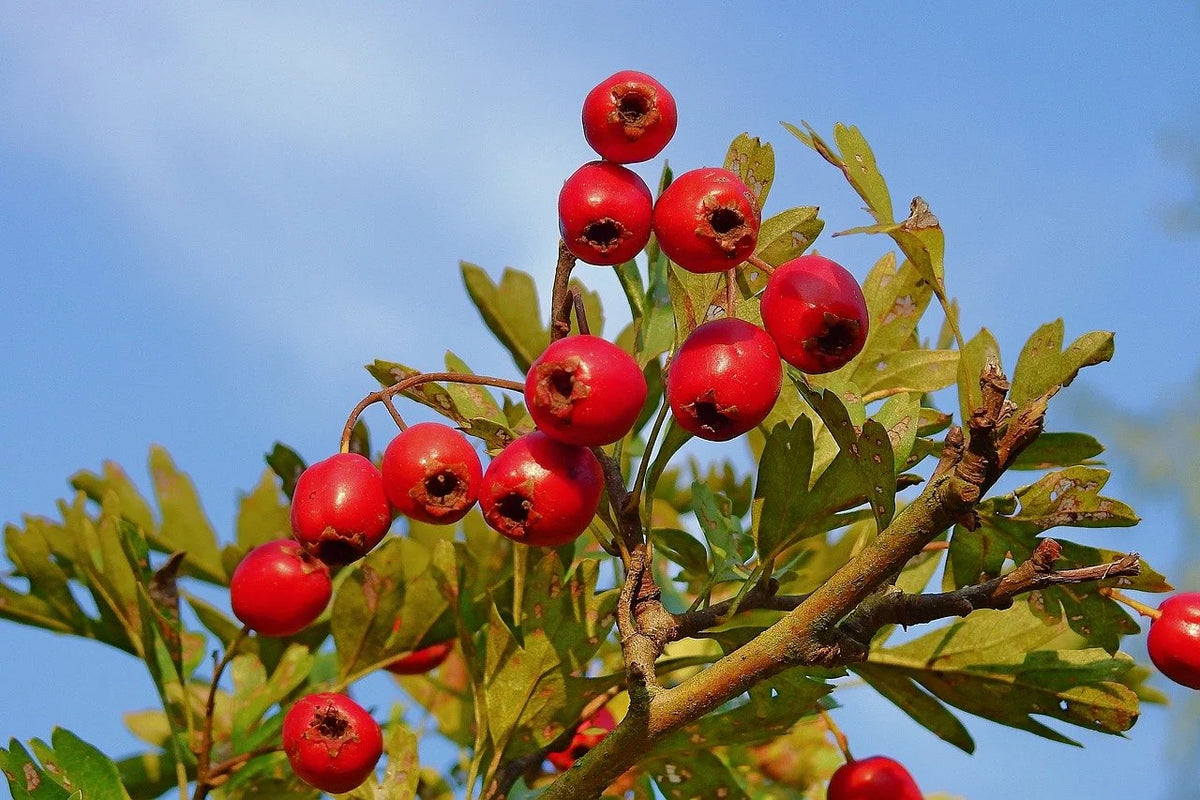 Red hawthorn berries clustered on the branch