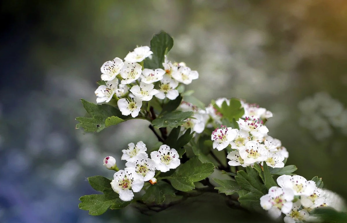Hawthorn in bloom with clusters of white flowers