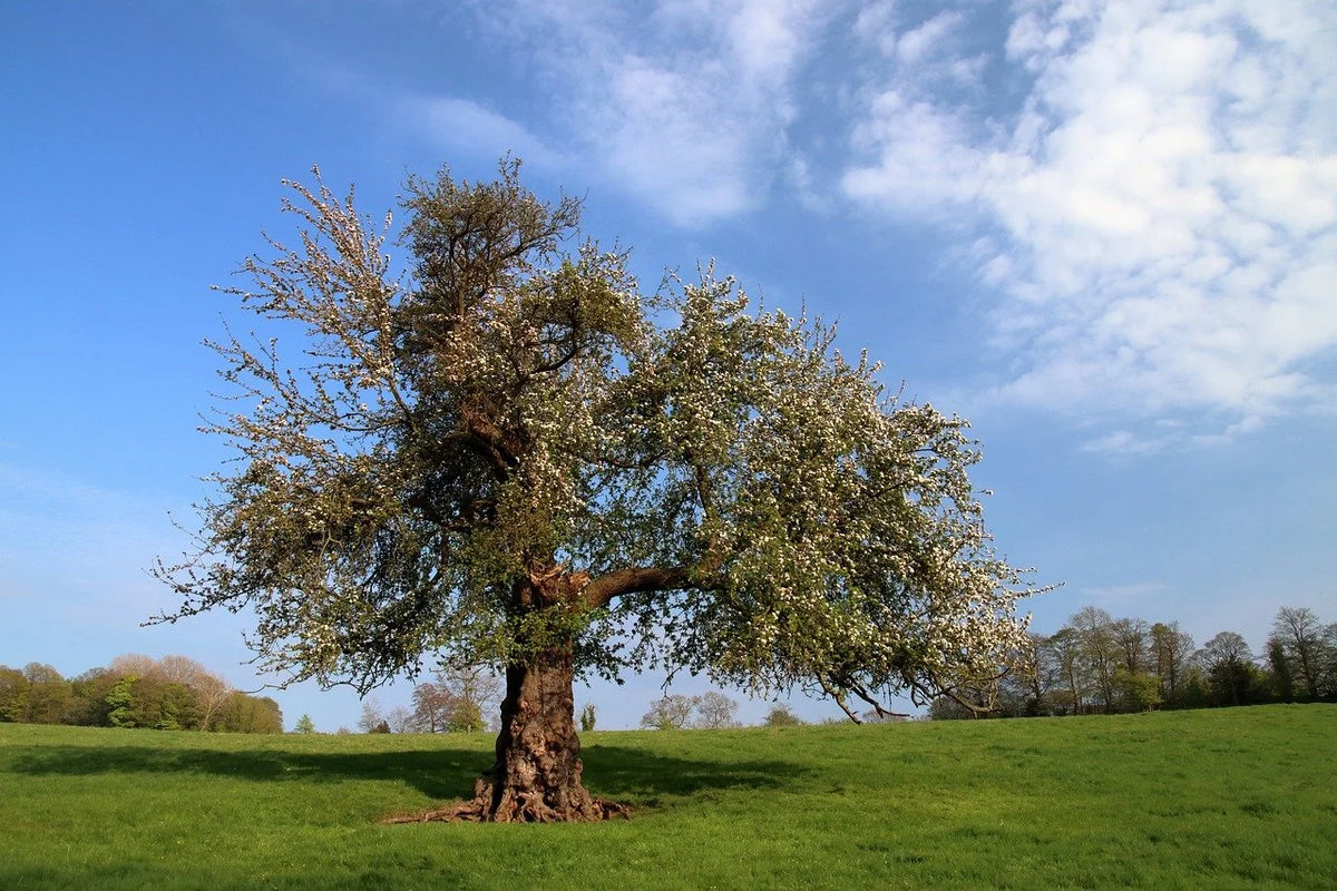 A mature hawthorn tree standing in an open field
