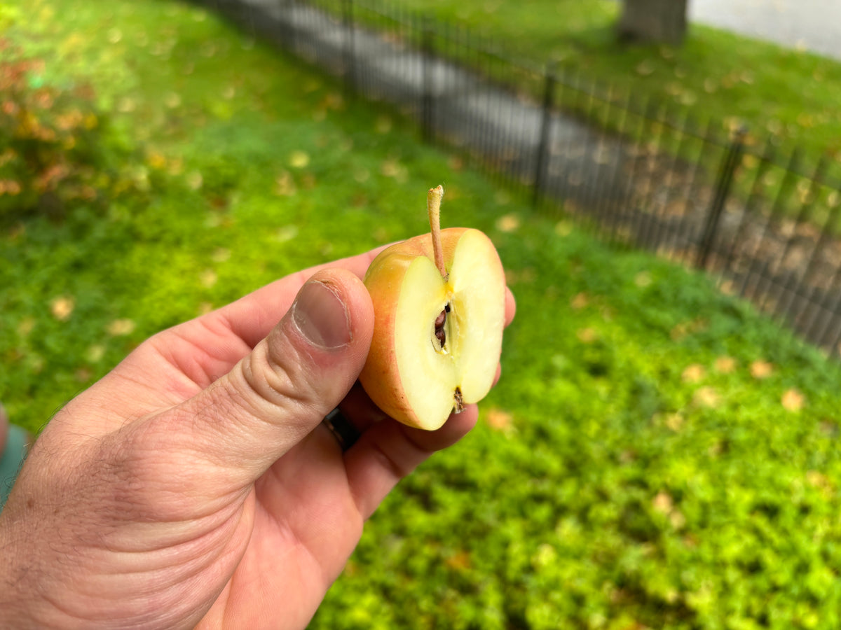 A Hewe's Virginia crabapple cut open to show the flesh