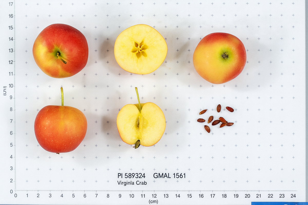 Hewe's Virginia crabapples shown whole and cut beside a size scale