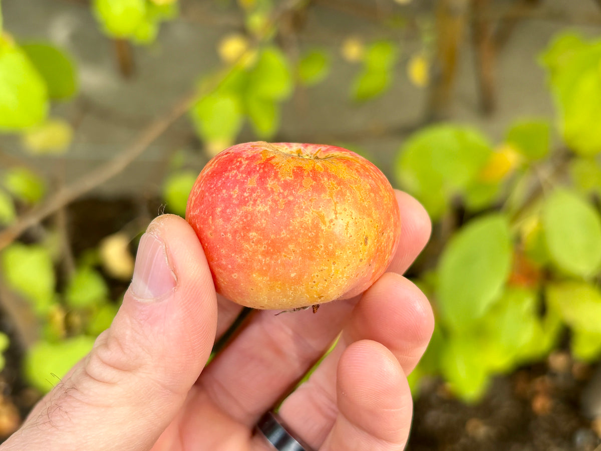A ripe Hewe's Virginia crabapple held in hand