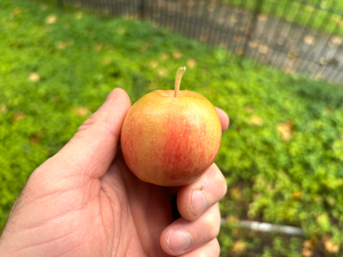 A Hewe's Virginia crabapple held in hand