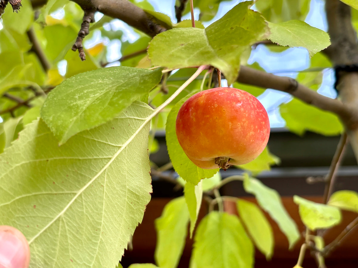 A Hewe's Virginia crabapple ripening on the branch