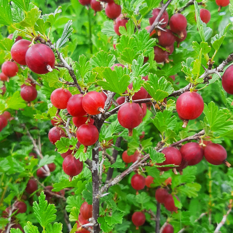 Berries