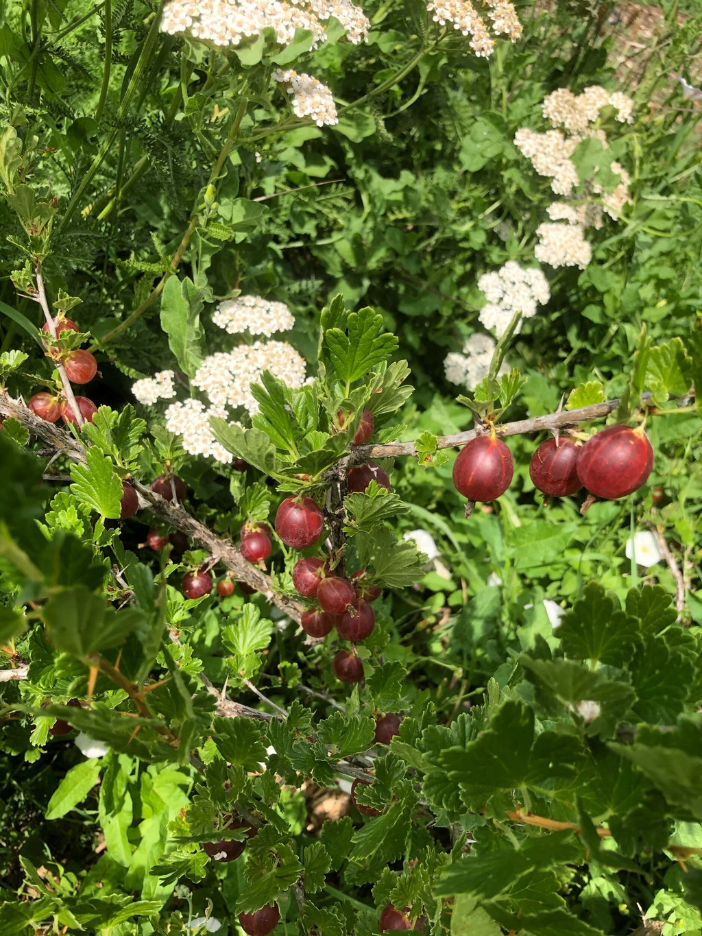 A Hinnomaki Red gooseberry bush in fruit
