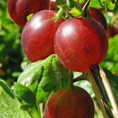Berries