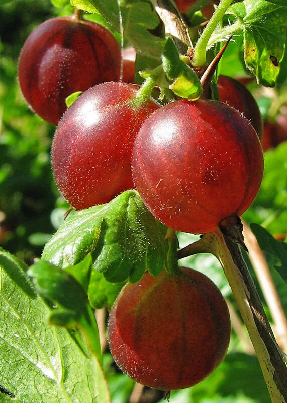 Ripe Hinnomaki Red gooseberries hanging on the branch