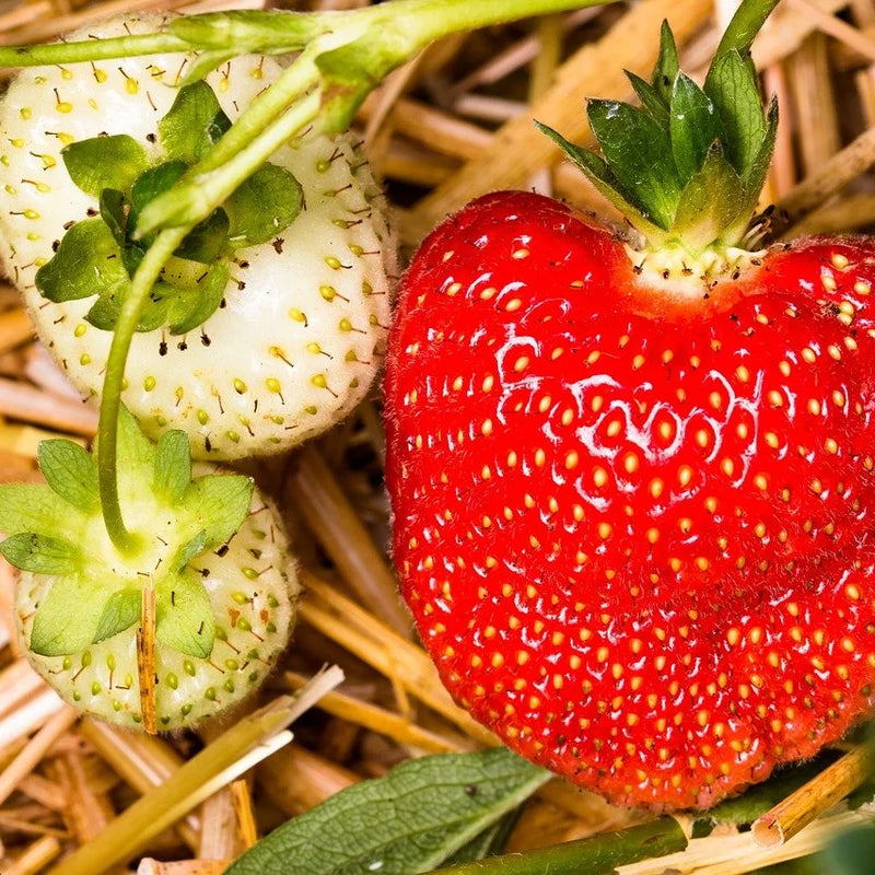 Strawberry Plant
