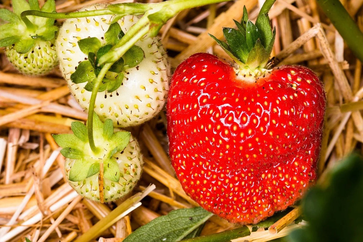 A ripe Honeoye strawberry on the plant
