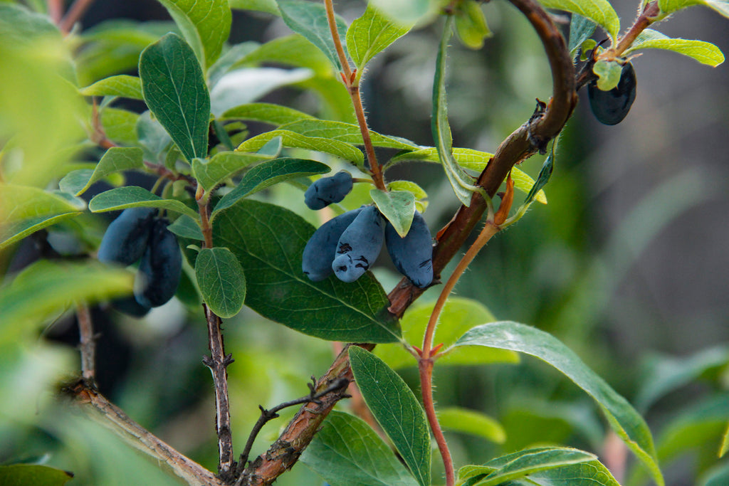 Honeyberry branch with ripe blue fruit
