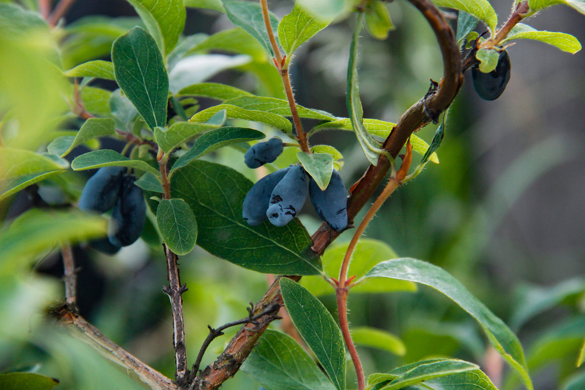 Honeyberry branch with ripe blue fruit