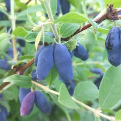 Honeyberry (Bundle of 4)