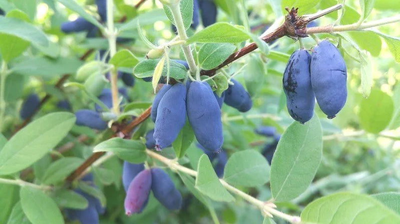 Blue honeyberries ripening on the bush