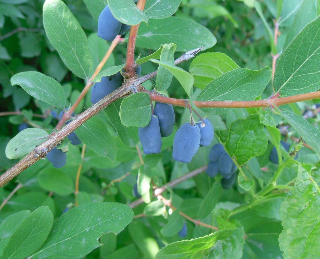 Blue honeyberries (haskap) ripening along the branches