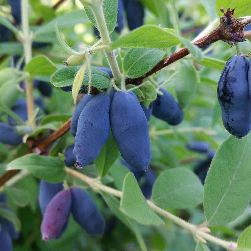 Honeyberry (Bundle of 4) | Spring 2027