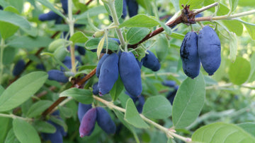 Ripe blue honeyberries (haskap) hanging on the bush