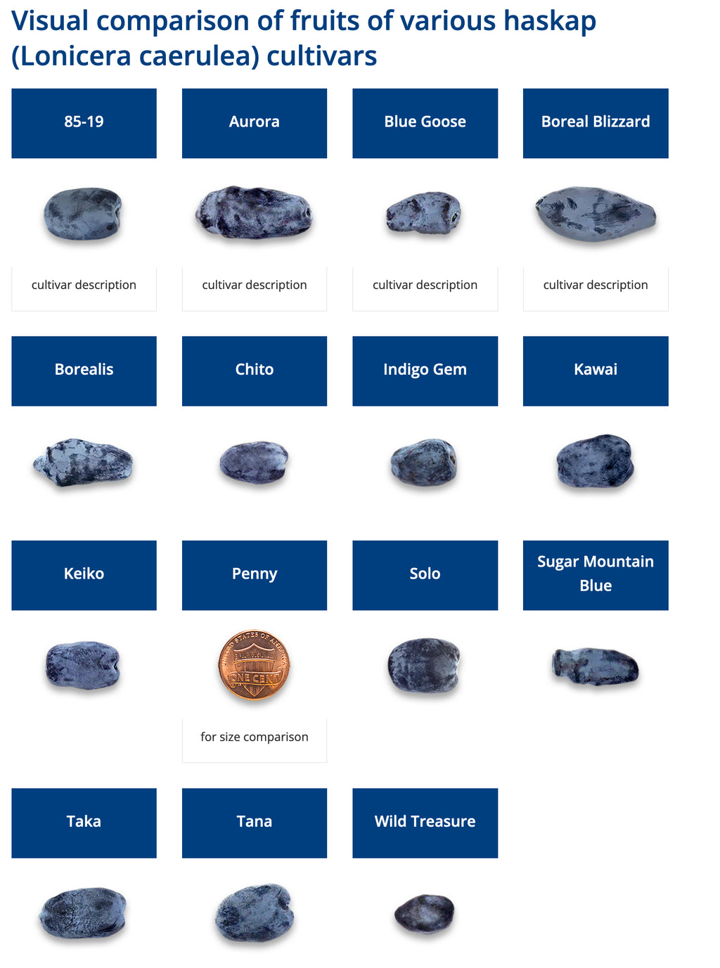 Chart comparing the fruit of various haskap honeyberry cultivars