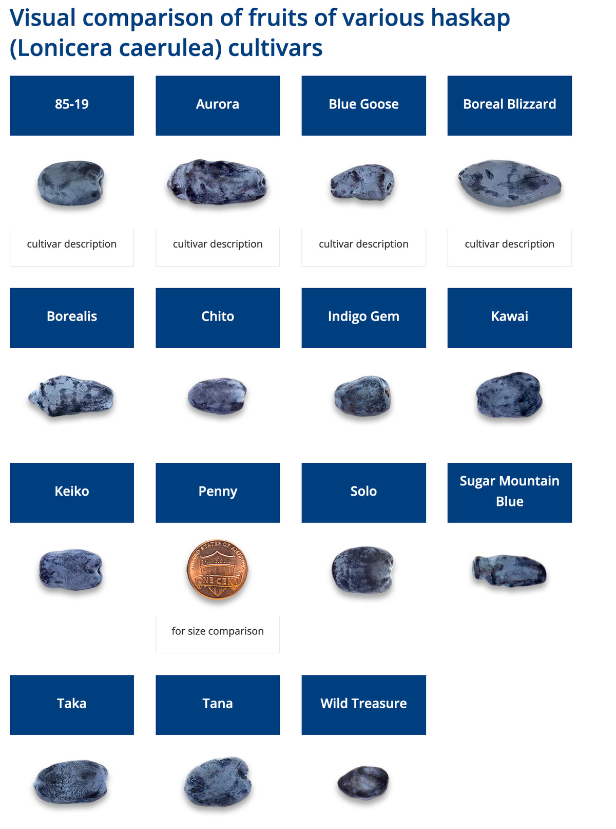 Chart comparing the fruit of various haskap honeyberry cultivars