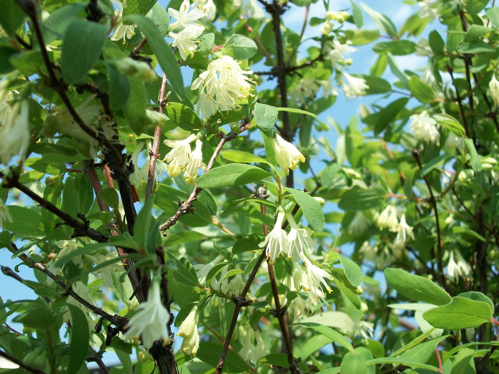 Honeyberry bush in bloom with pale yellow flowers