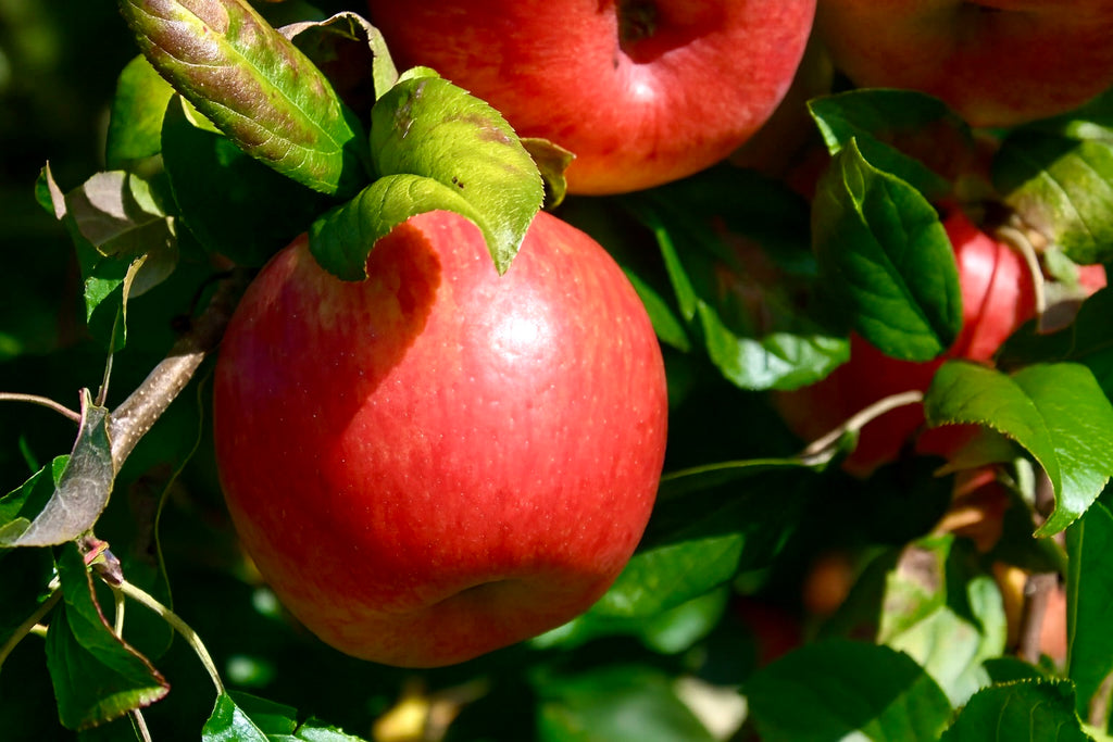 A Honeycrisp apple ripening on the tree