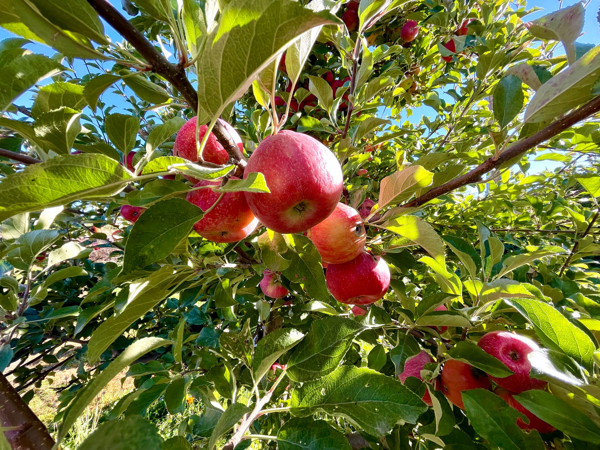 A Honeycrisp apple tree loaded with ripening fruit