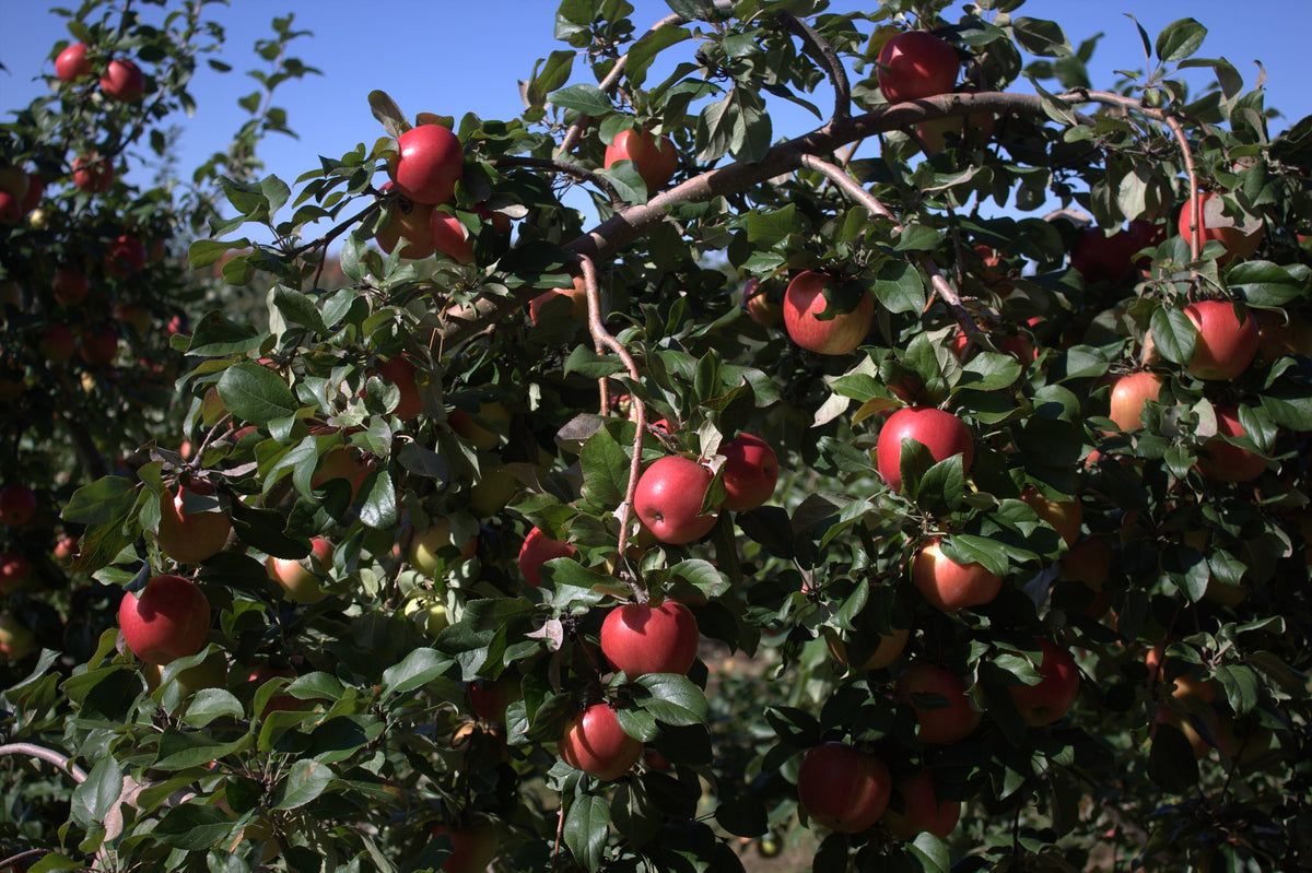 Honeycrisp apple tree loaded with red fruit